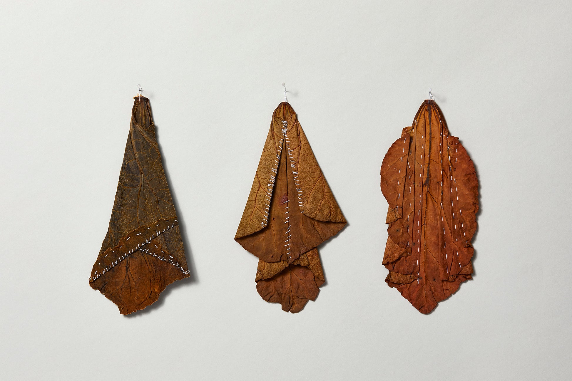 three preserved rhubarb leaves with stitching