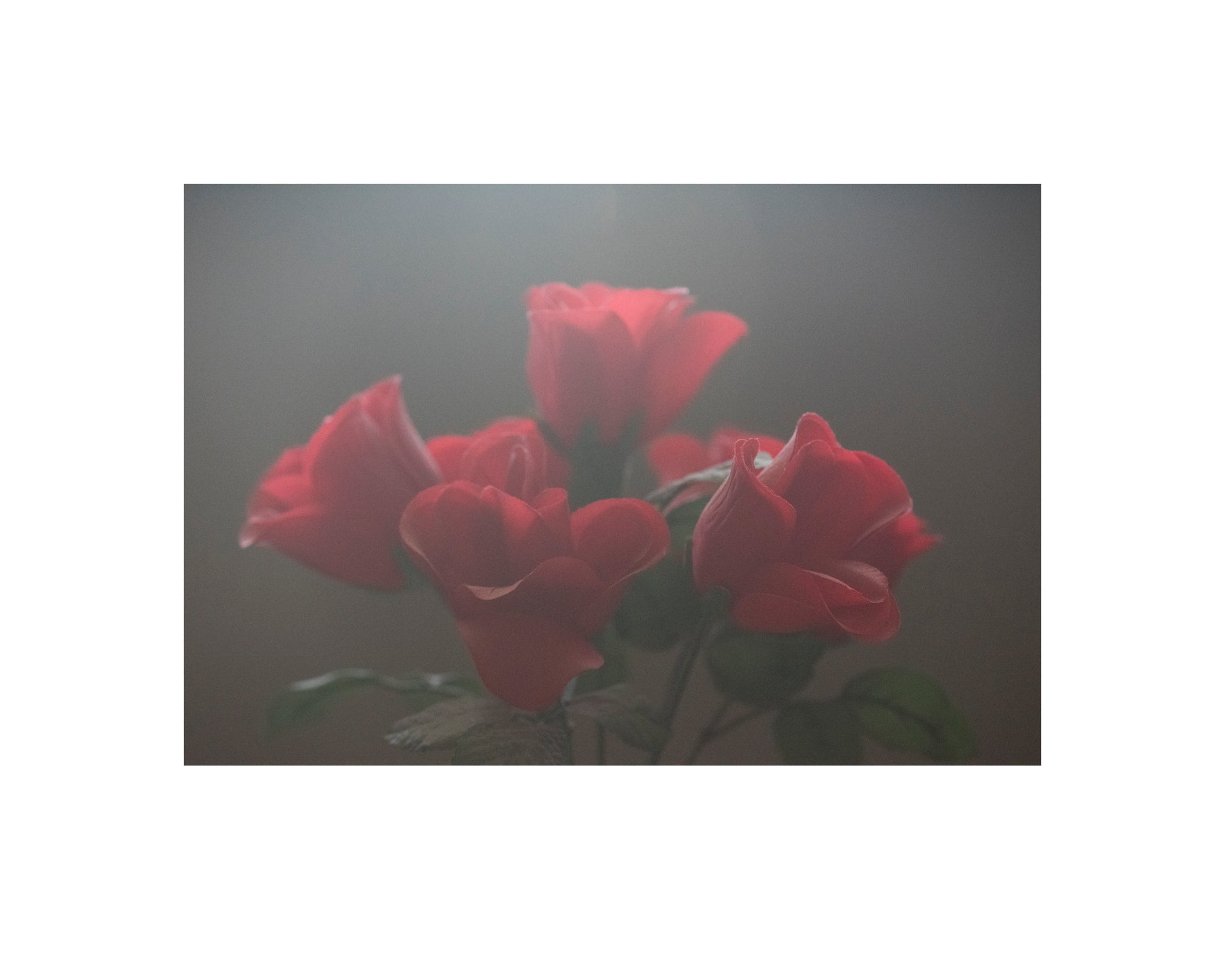 Photograph of red roses in front of grey background