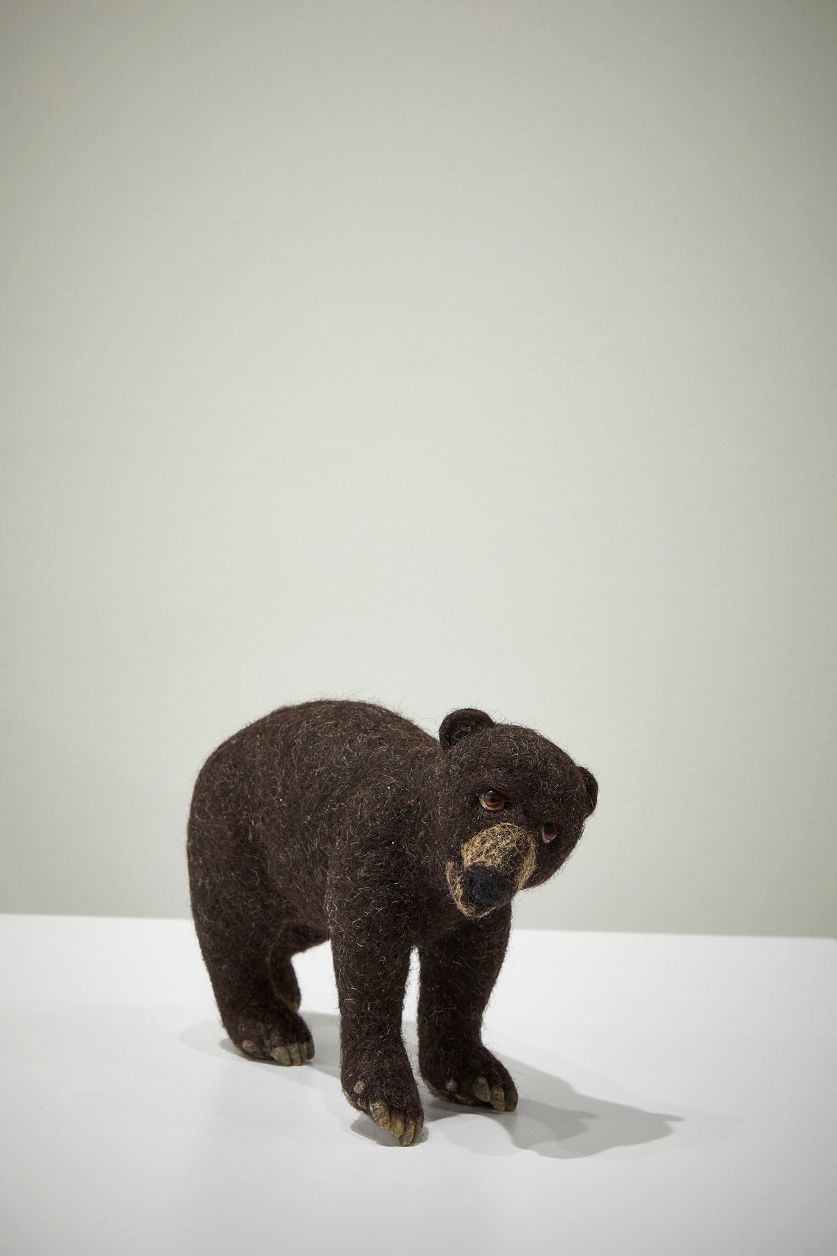 Black Bear