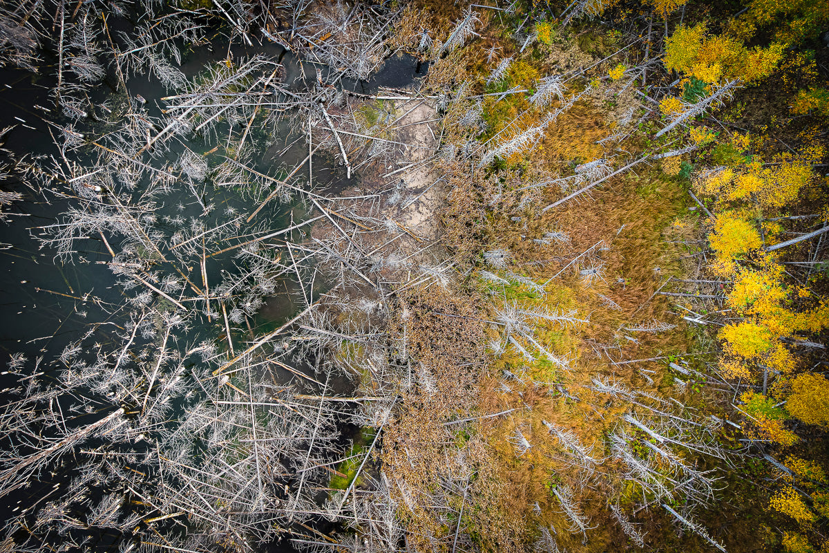 Photograph of an aerial shot of a forest