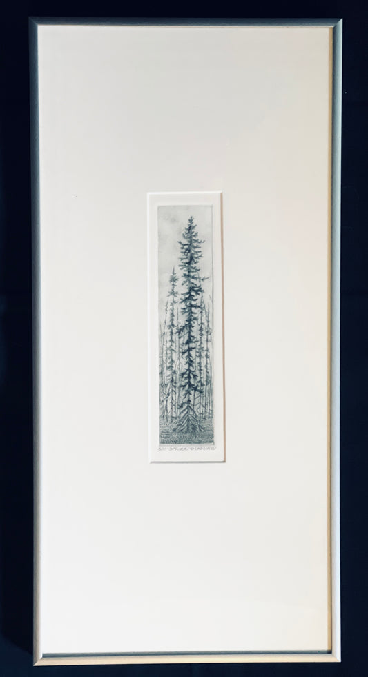 Spruce - Drypoint Etching