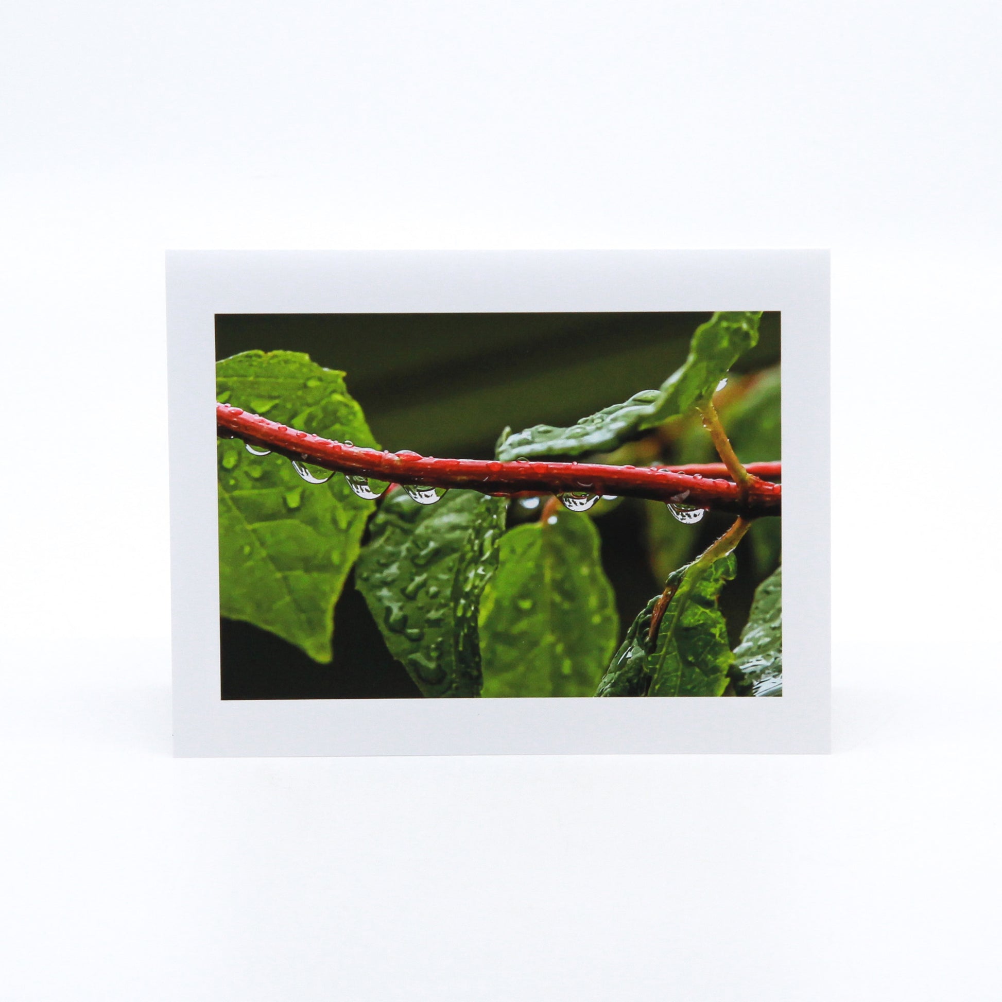 Photo of raindrops on branch