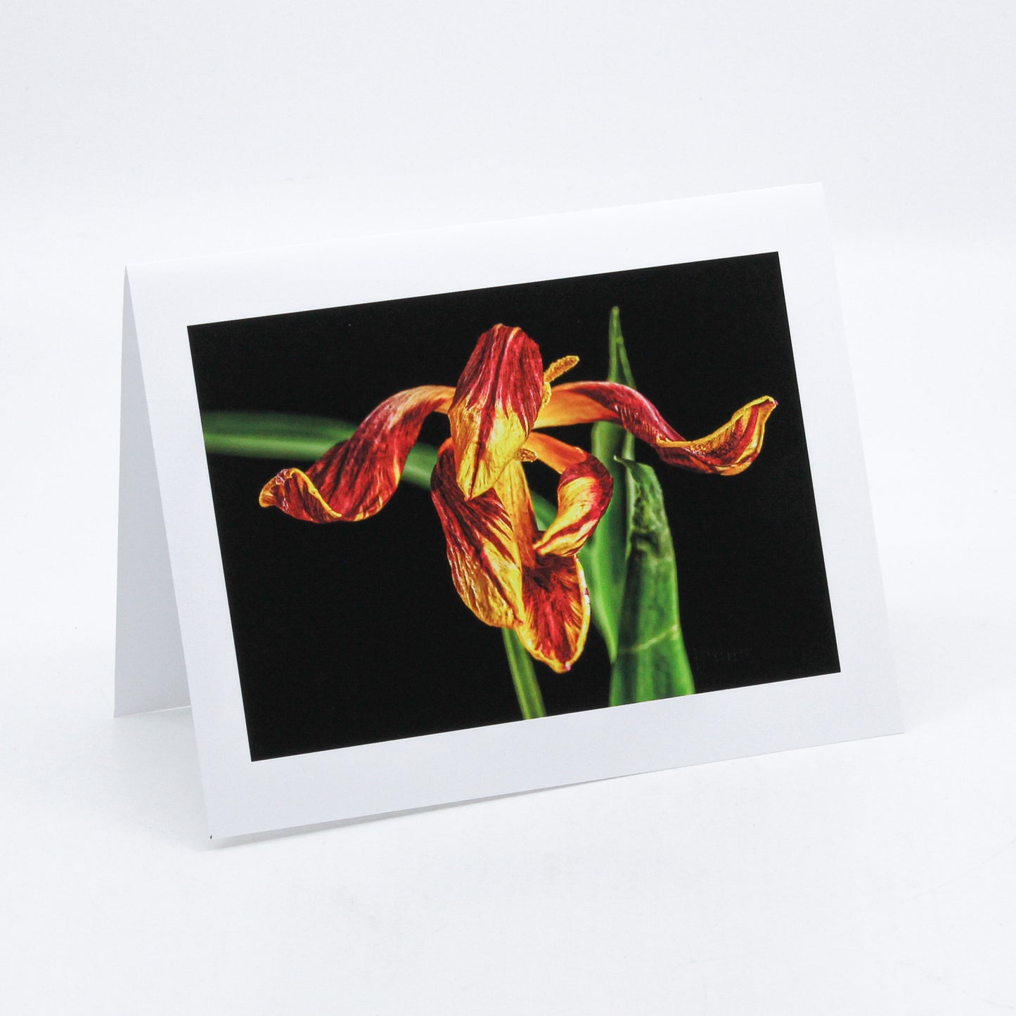 Photograph of a tulip