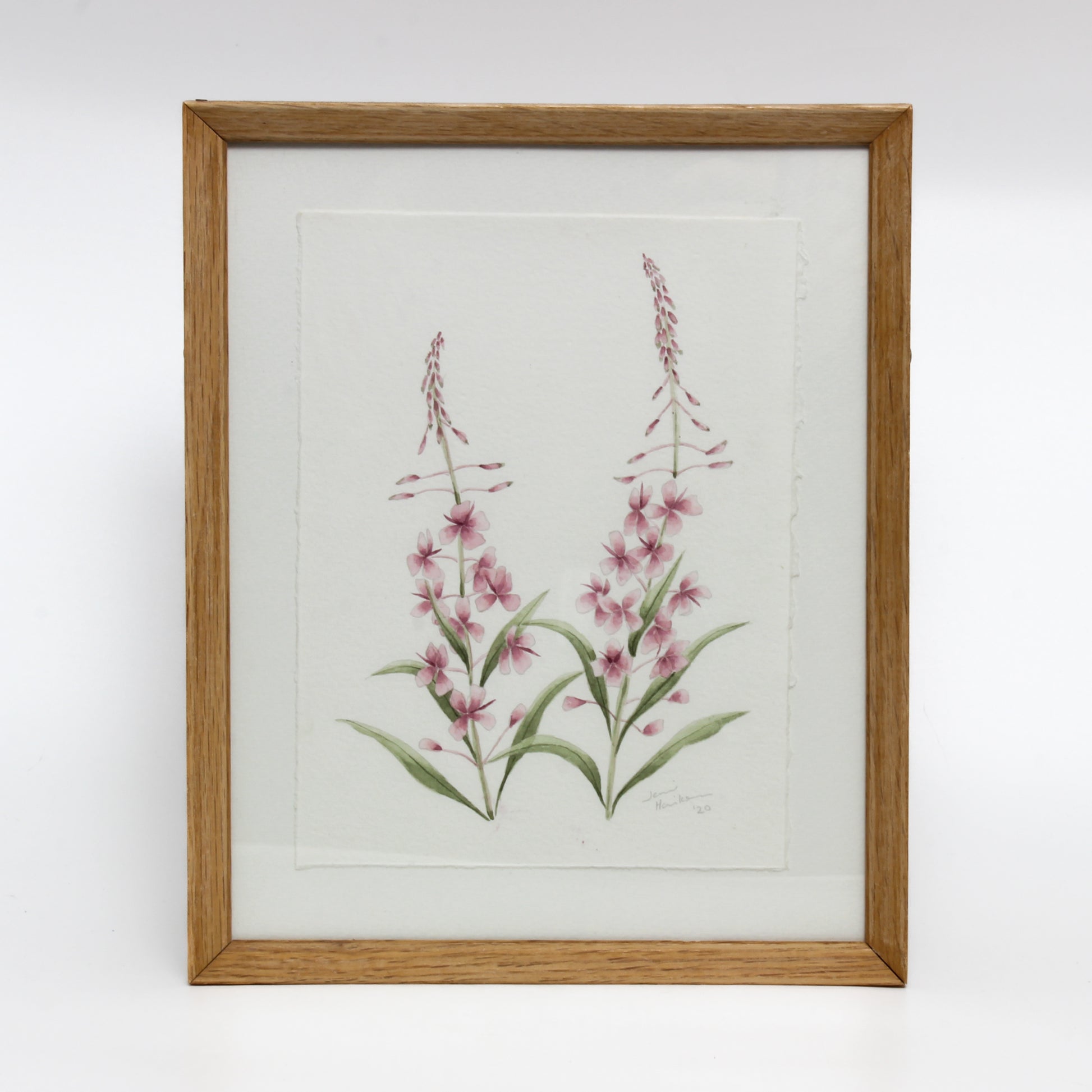 Framed watercolour of fireweed