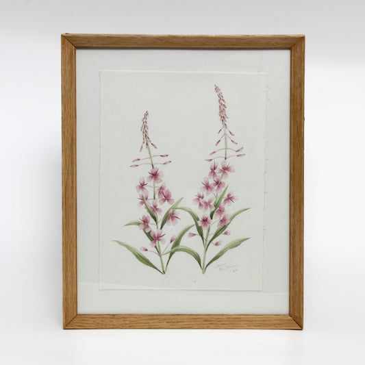 Framed watercolour of fireweed