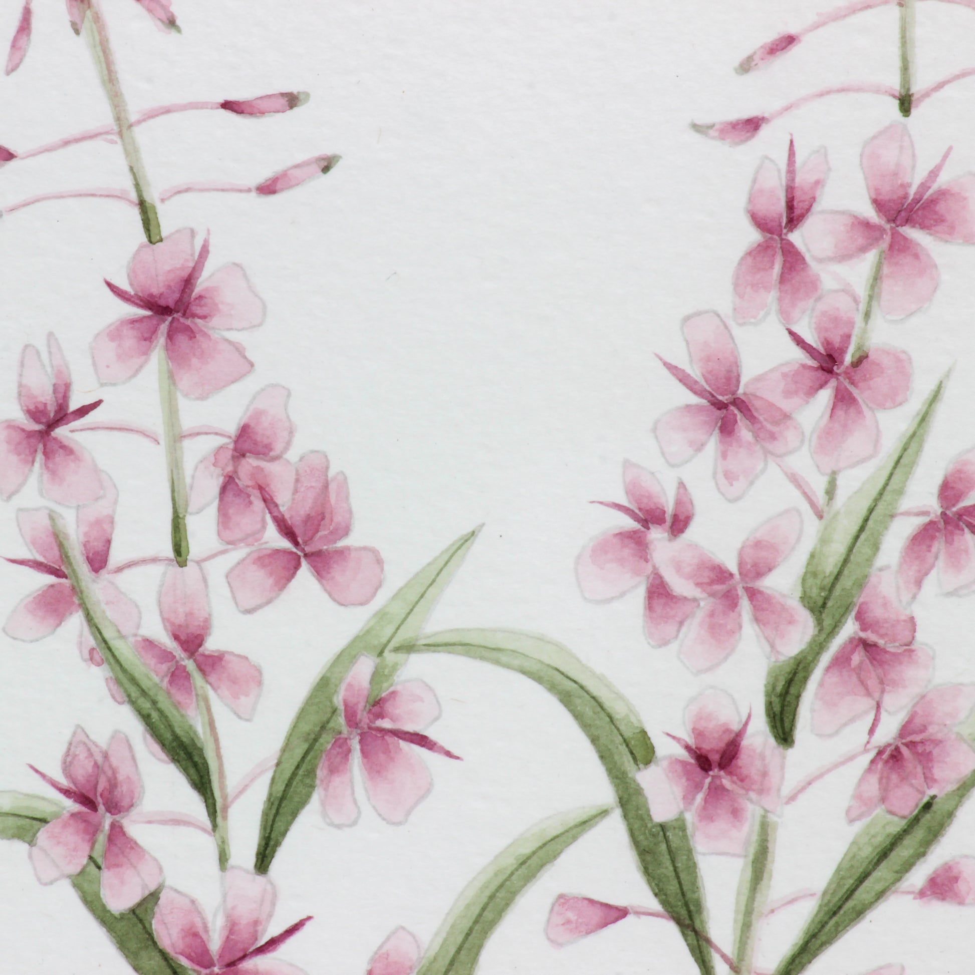 fireweed detail