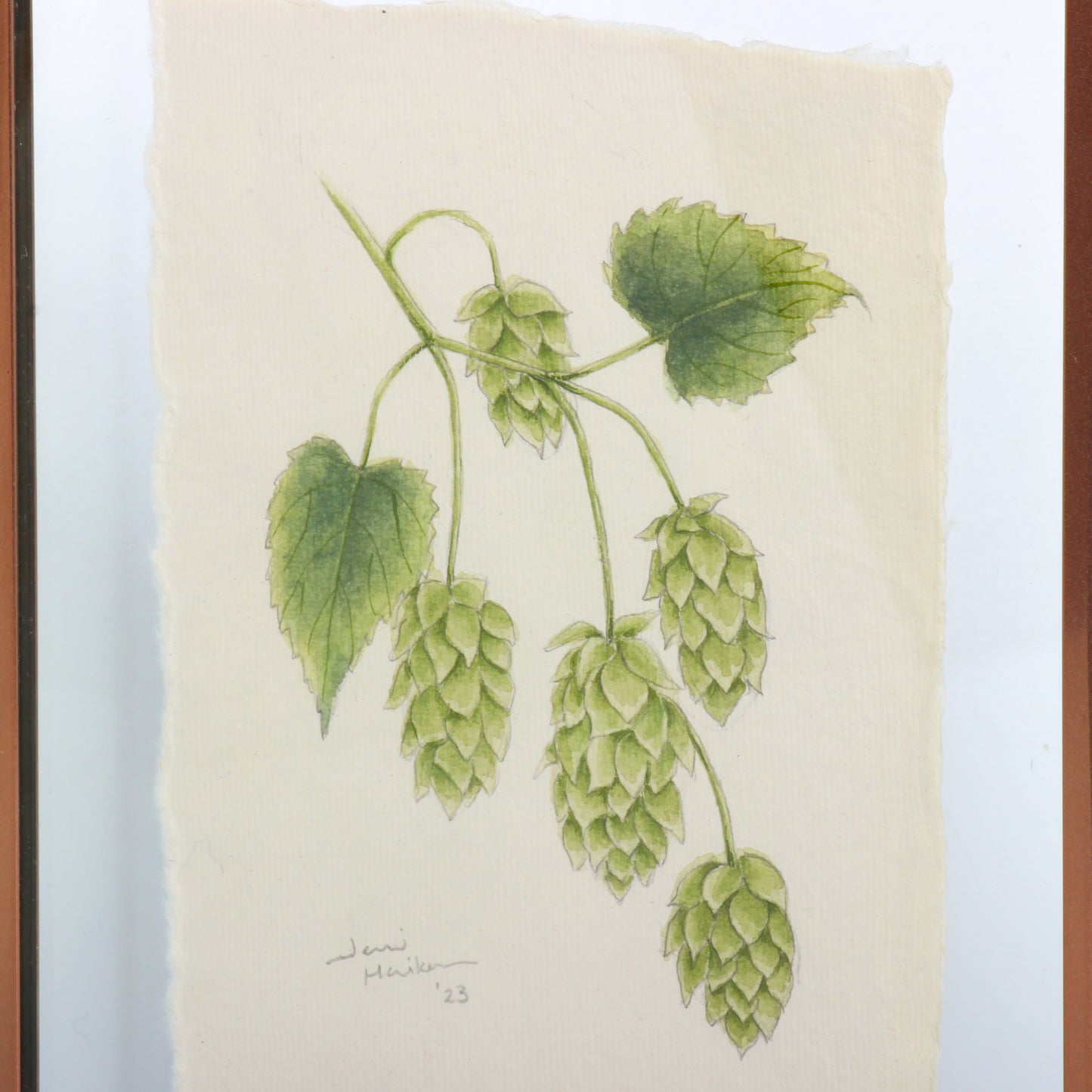 Hops botanical drawing