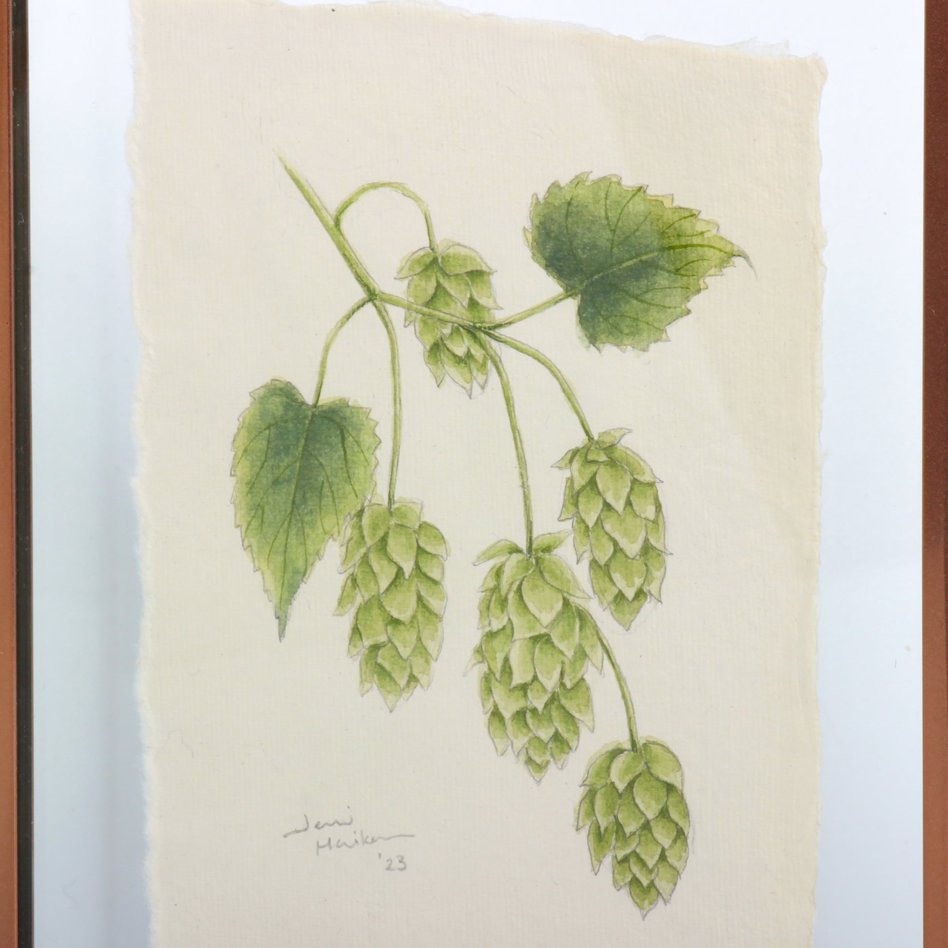 Hops botanical drawing