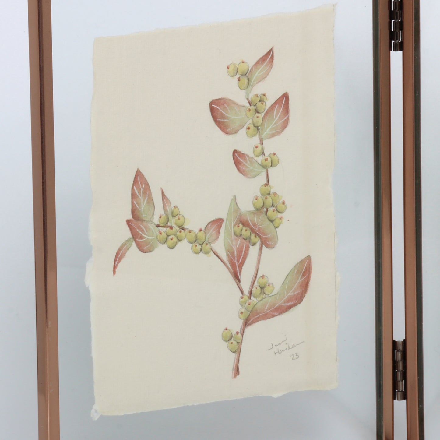 snowberry botanical drawing