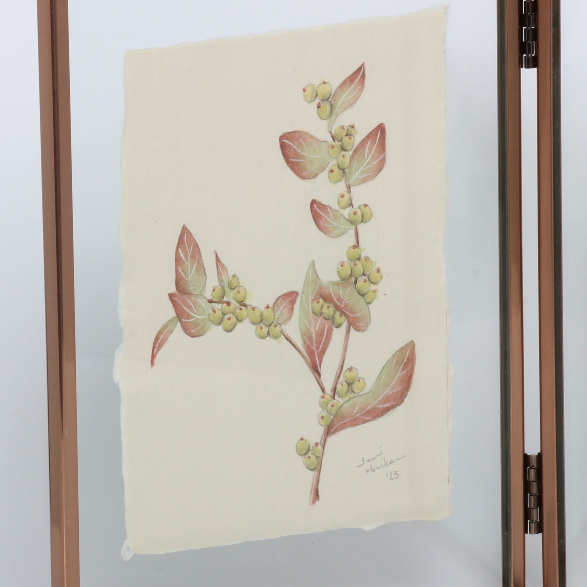 snowberry botanical drawing
