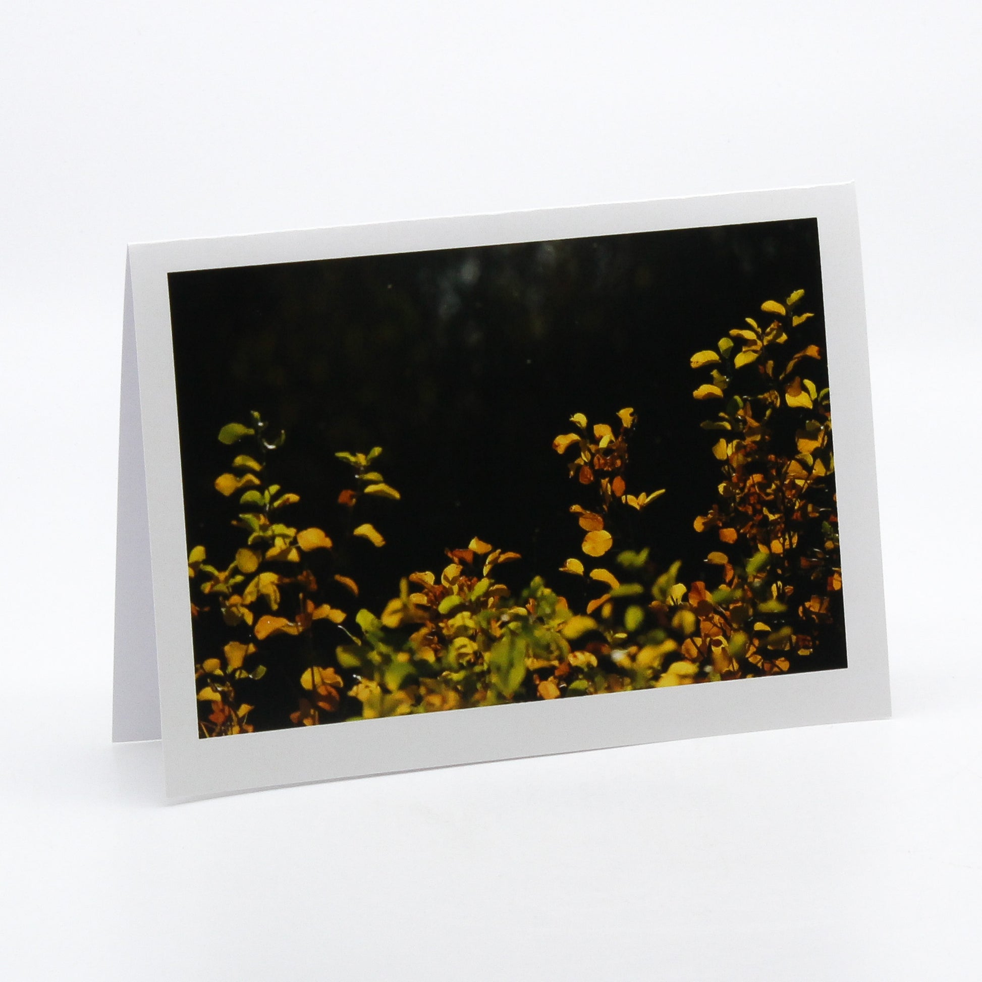 Photograph of leaves