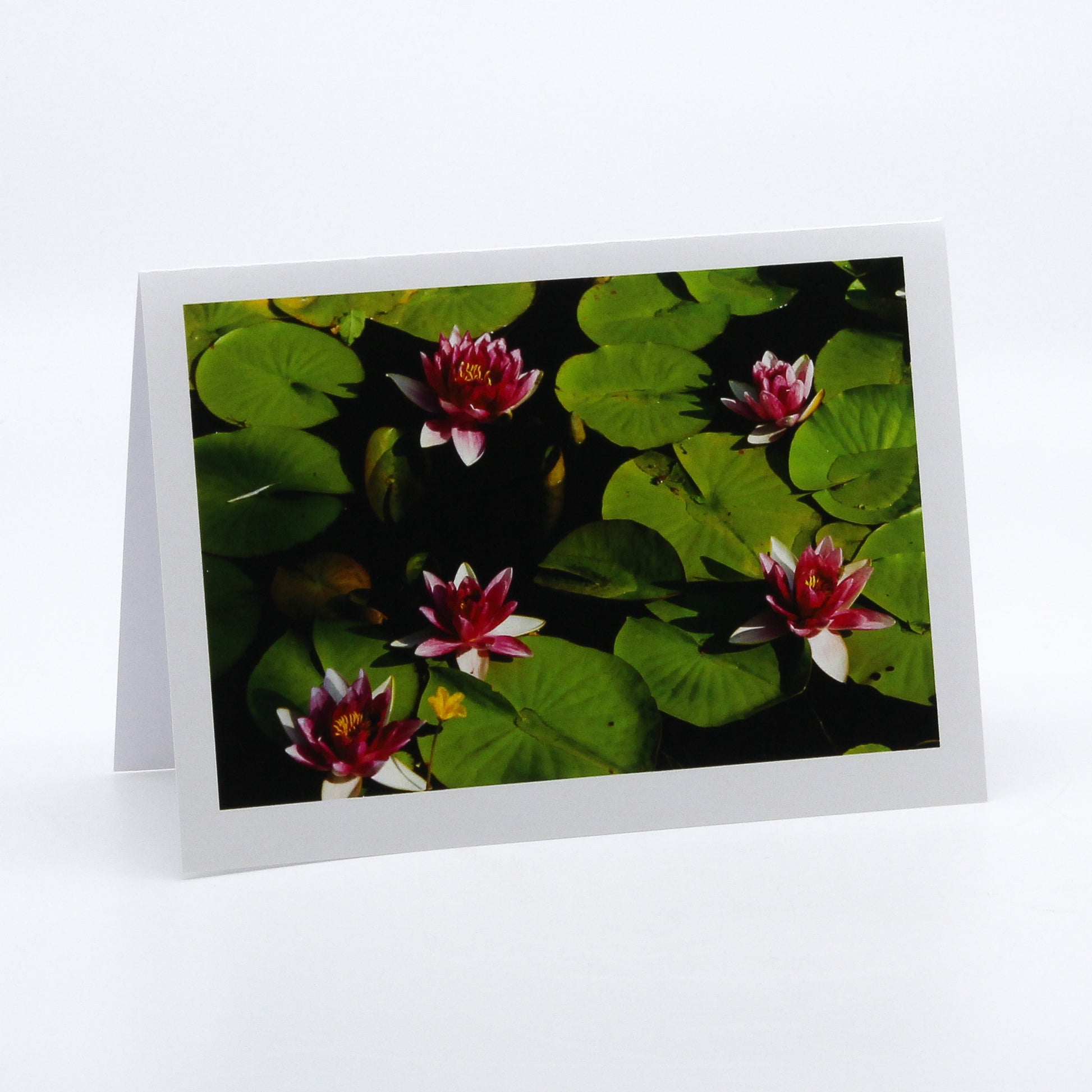 Photograph of water lilies and lily pads