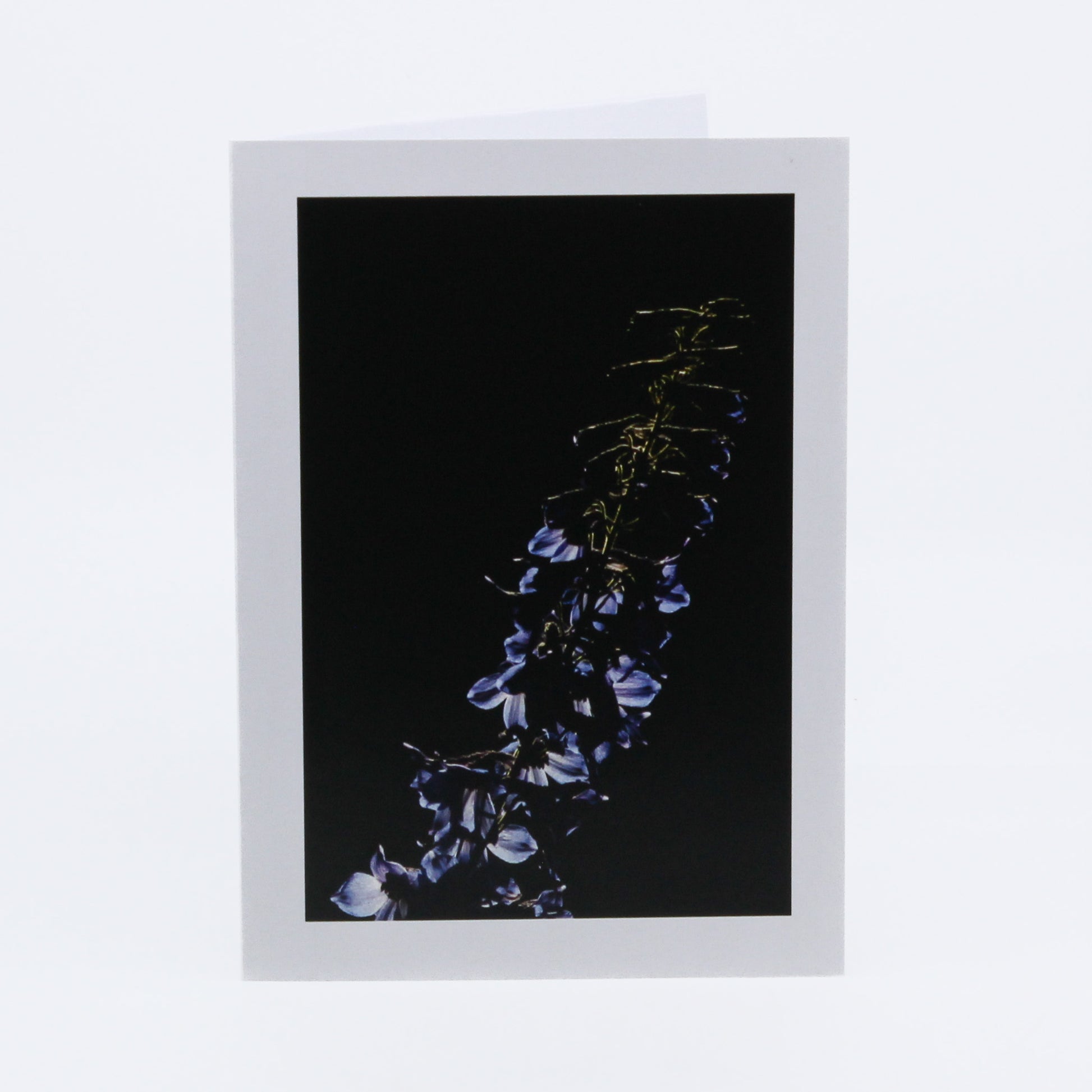 Photograph of blue flowers