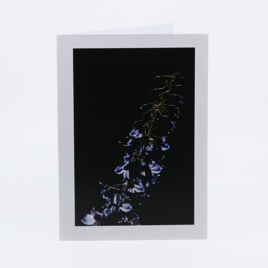 Photograph of blue flowers