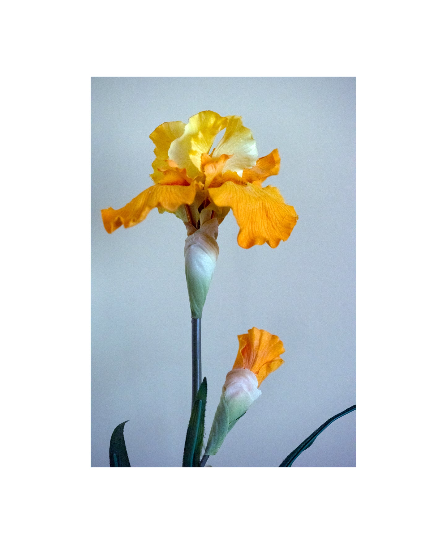 Photograph of yellow flower against on light background