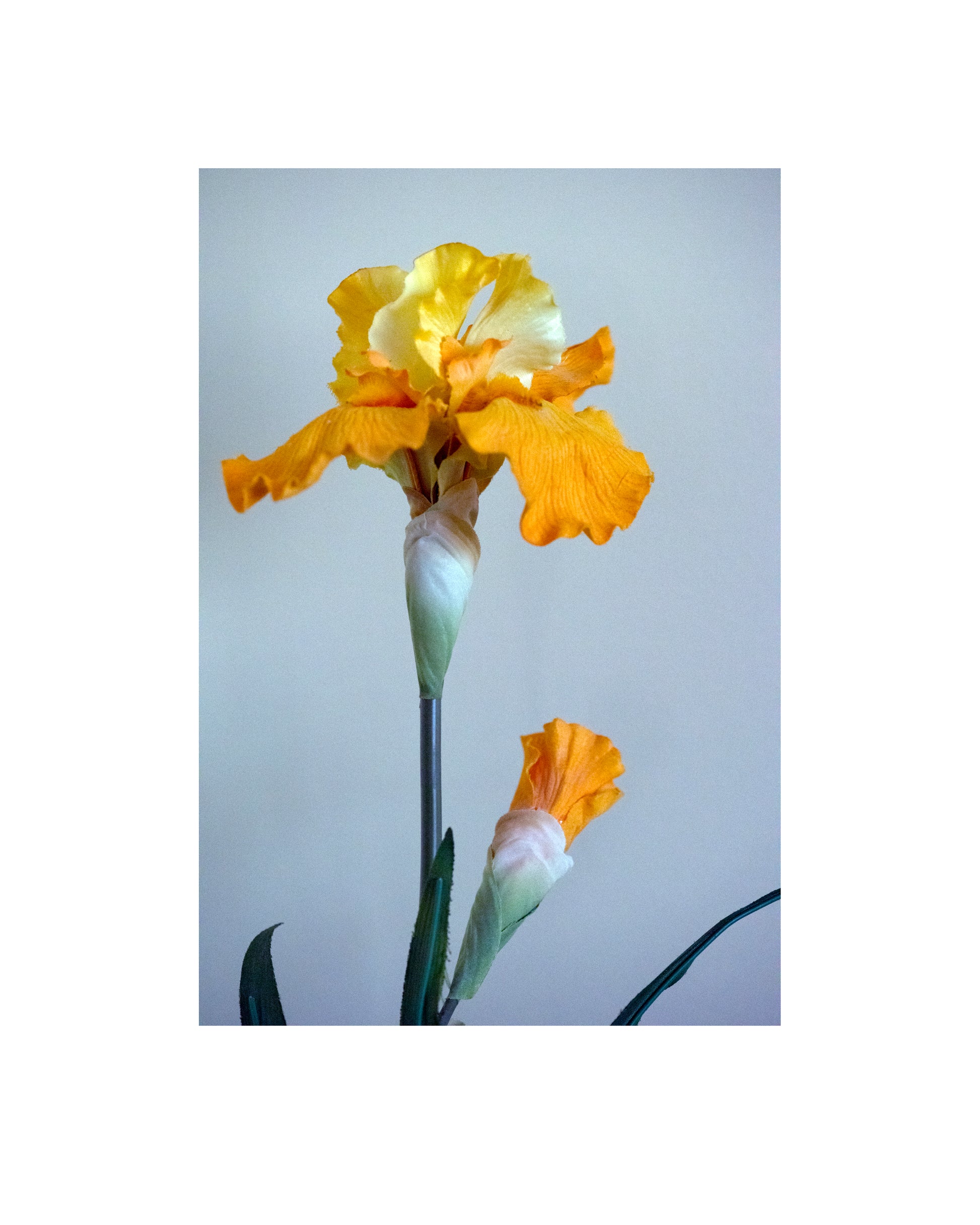 Photograph of yellow flower against on light background