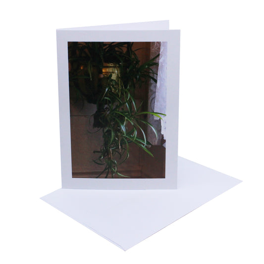 Spider Plant in Brass Pot - Art Card