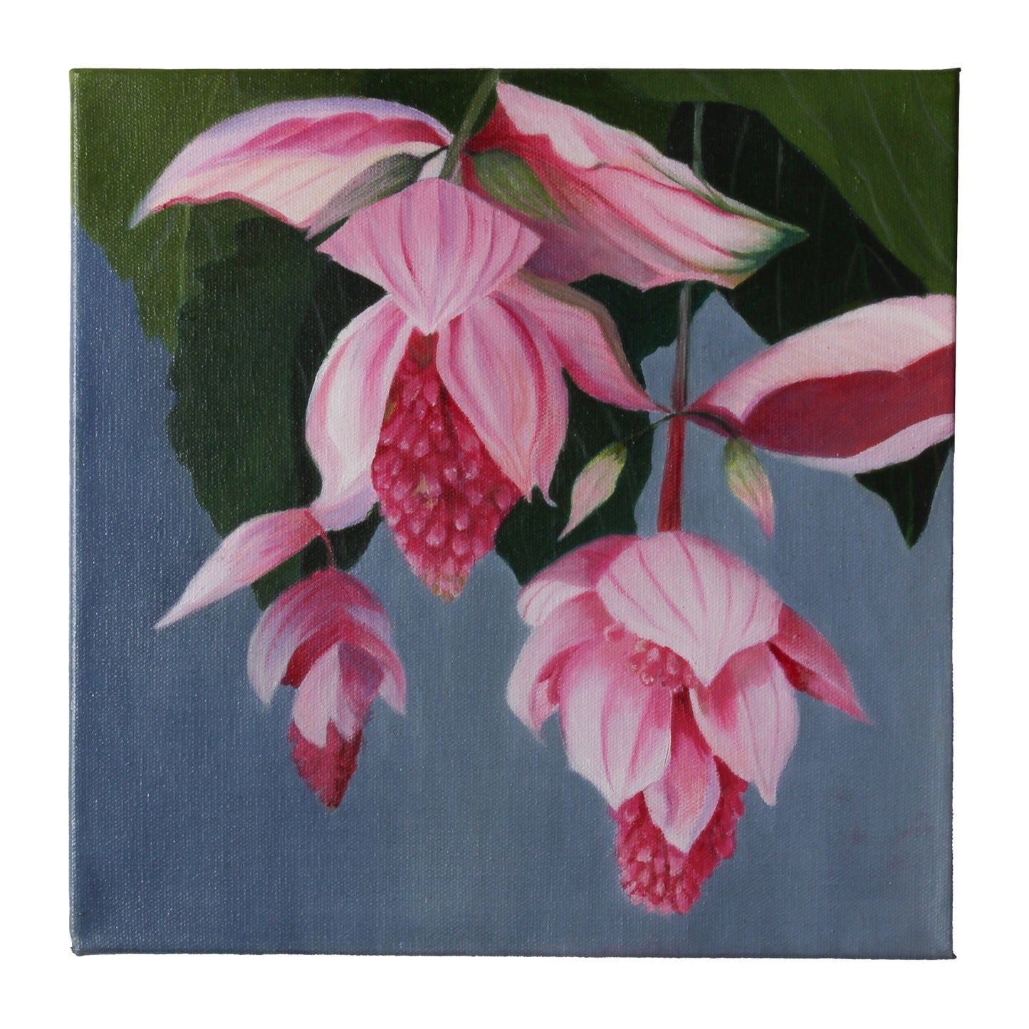 oil painting of medinilla