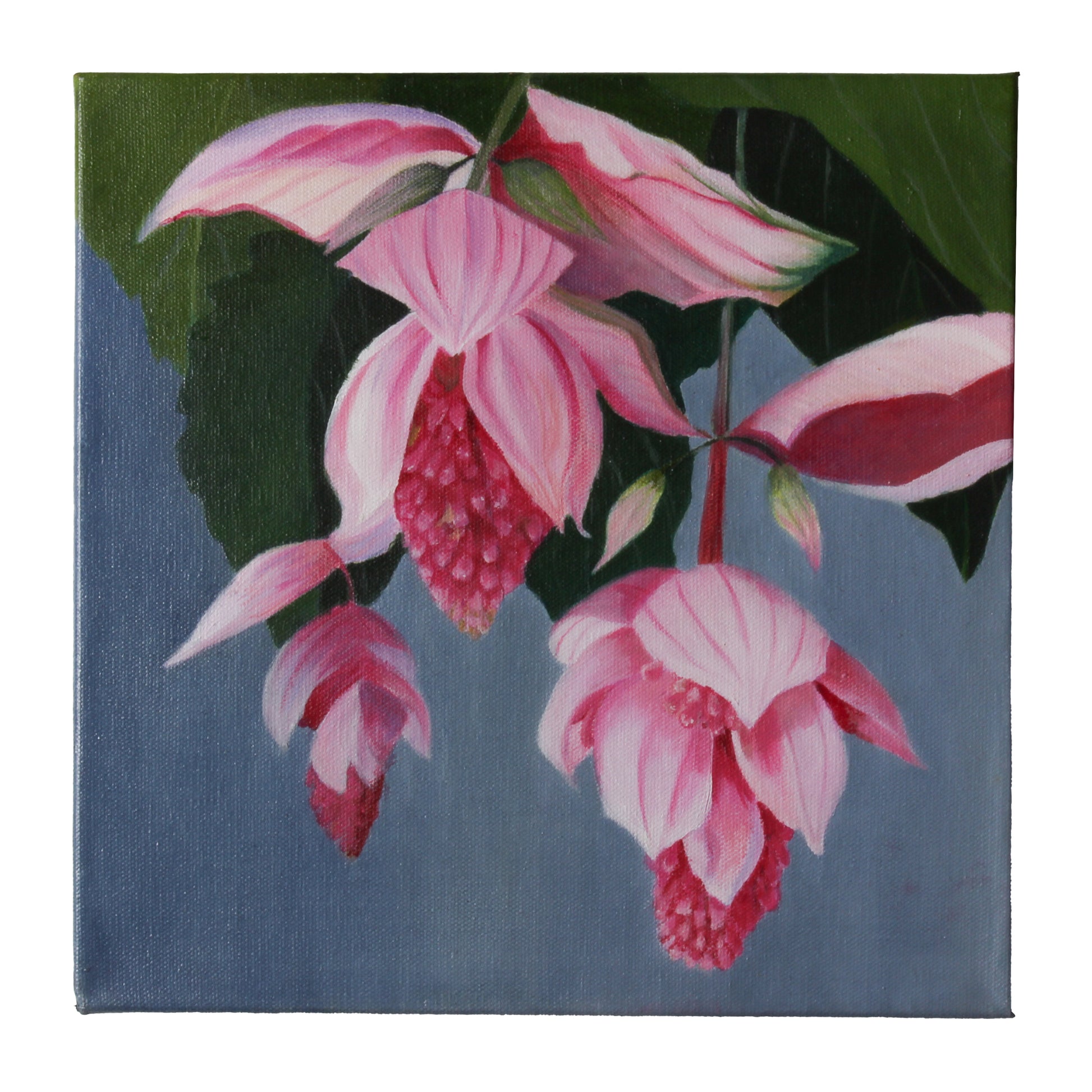 oil painting of medinilla