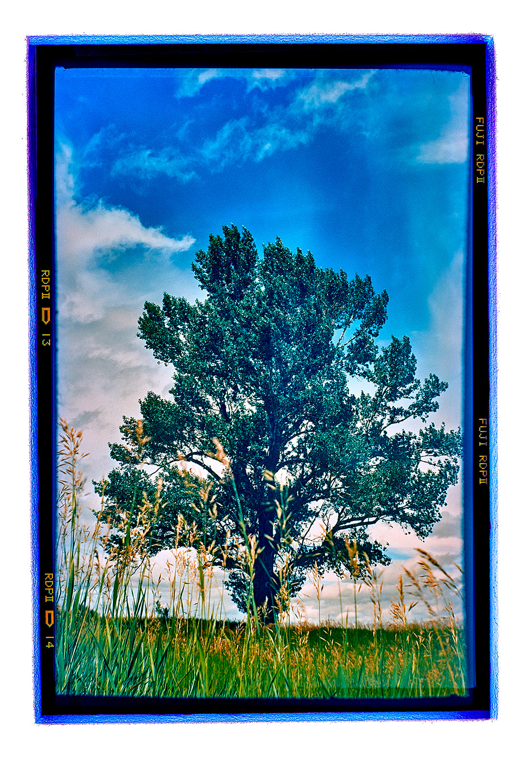 Lone Tree 1 - Matted Photograph