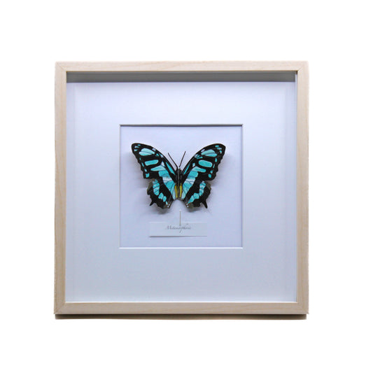 Metamorphosis - Framed Screenprint
