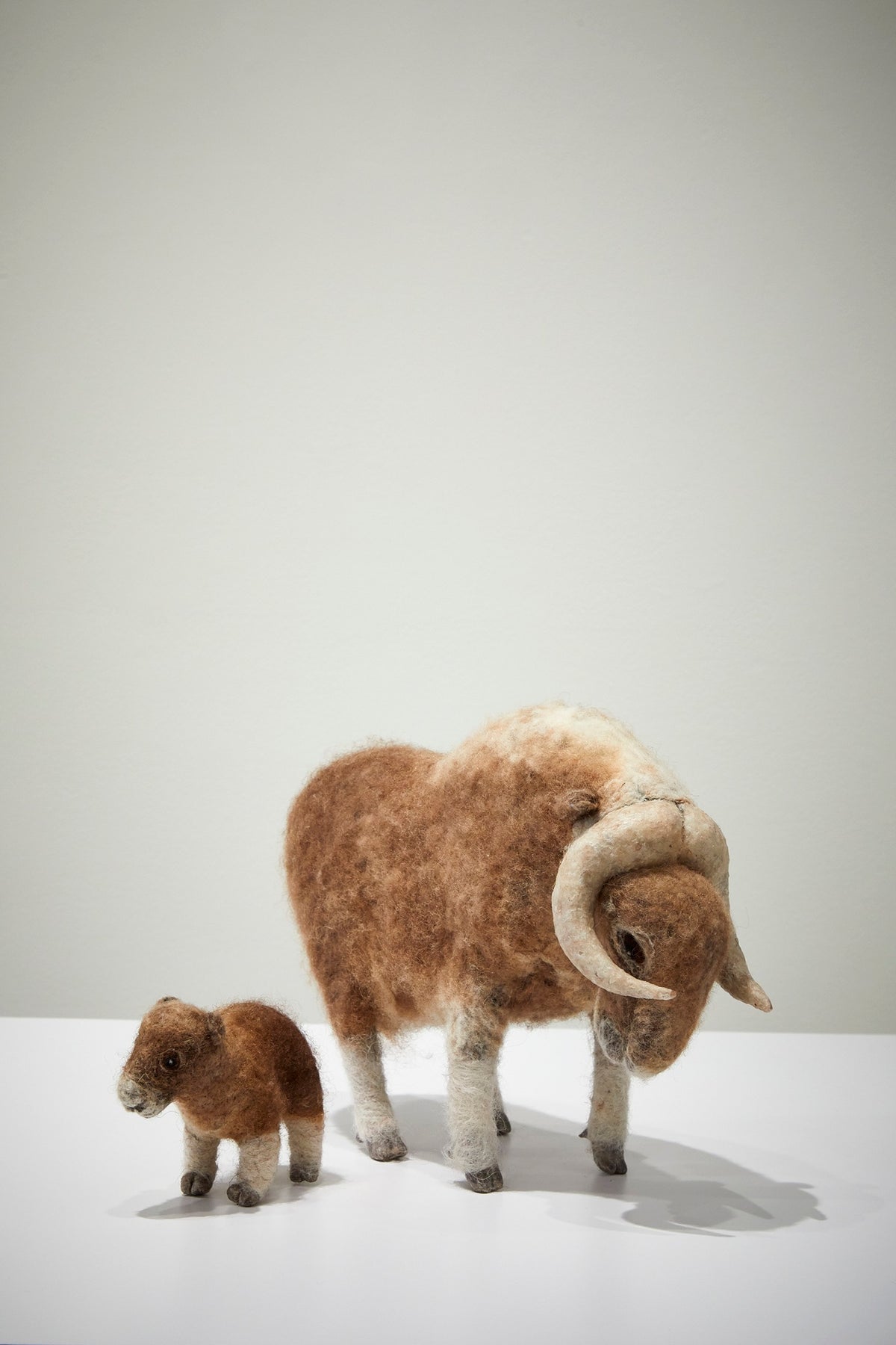 Muskox