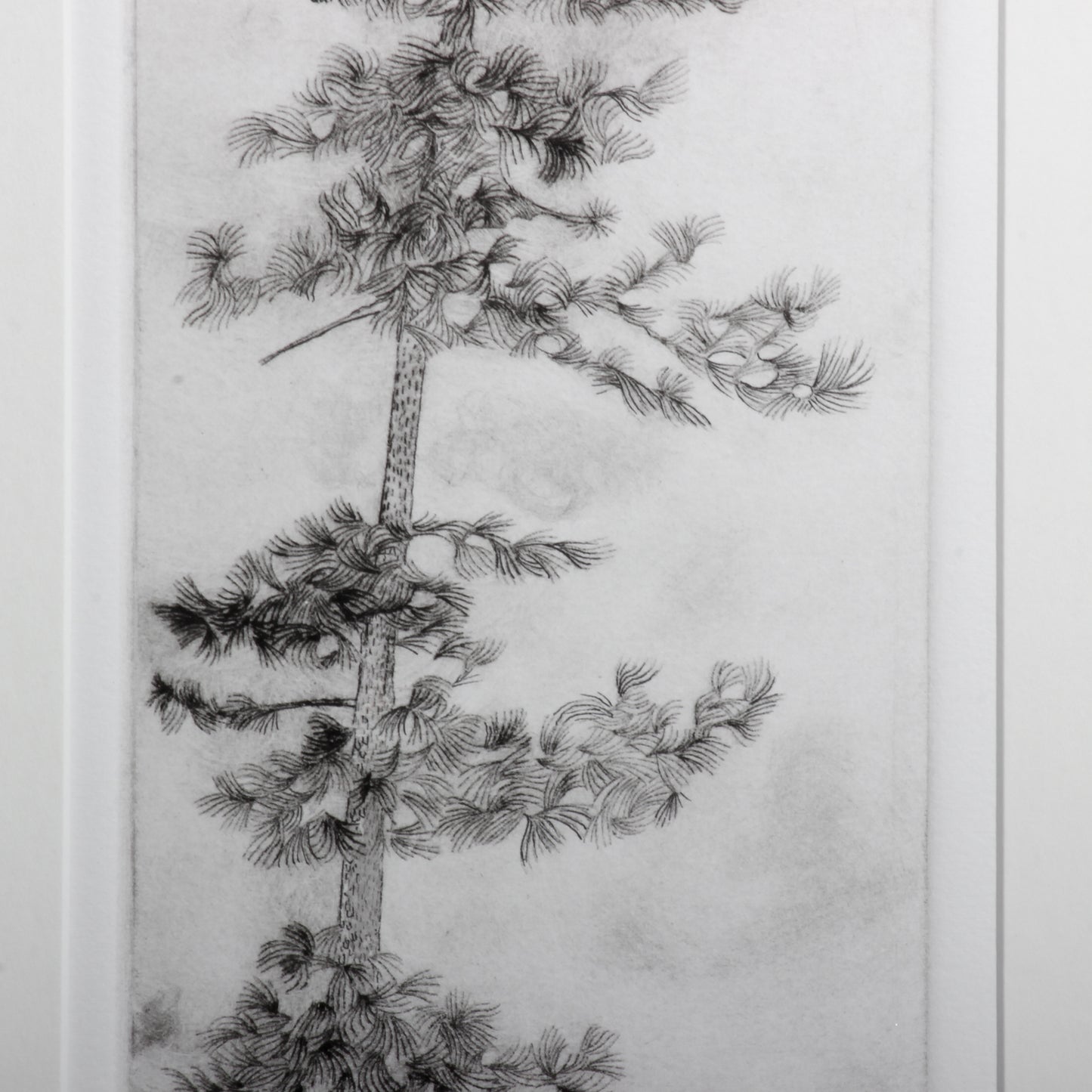 etching of tree: detail