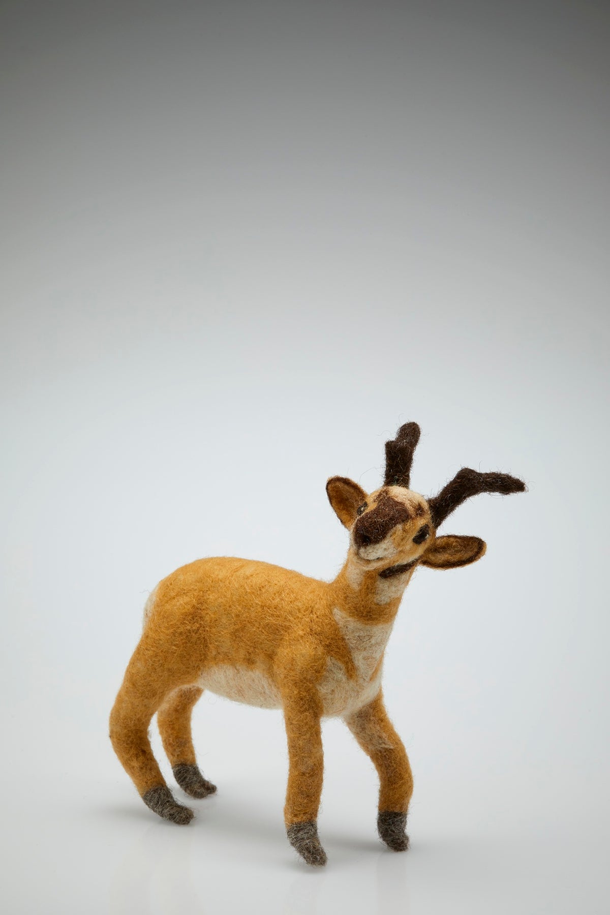 Pronghorn