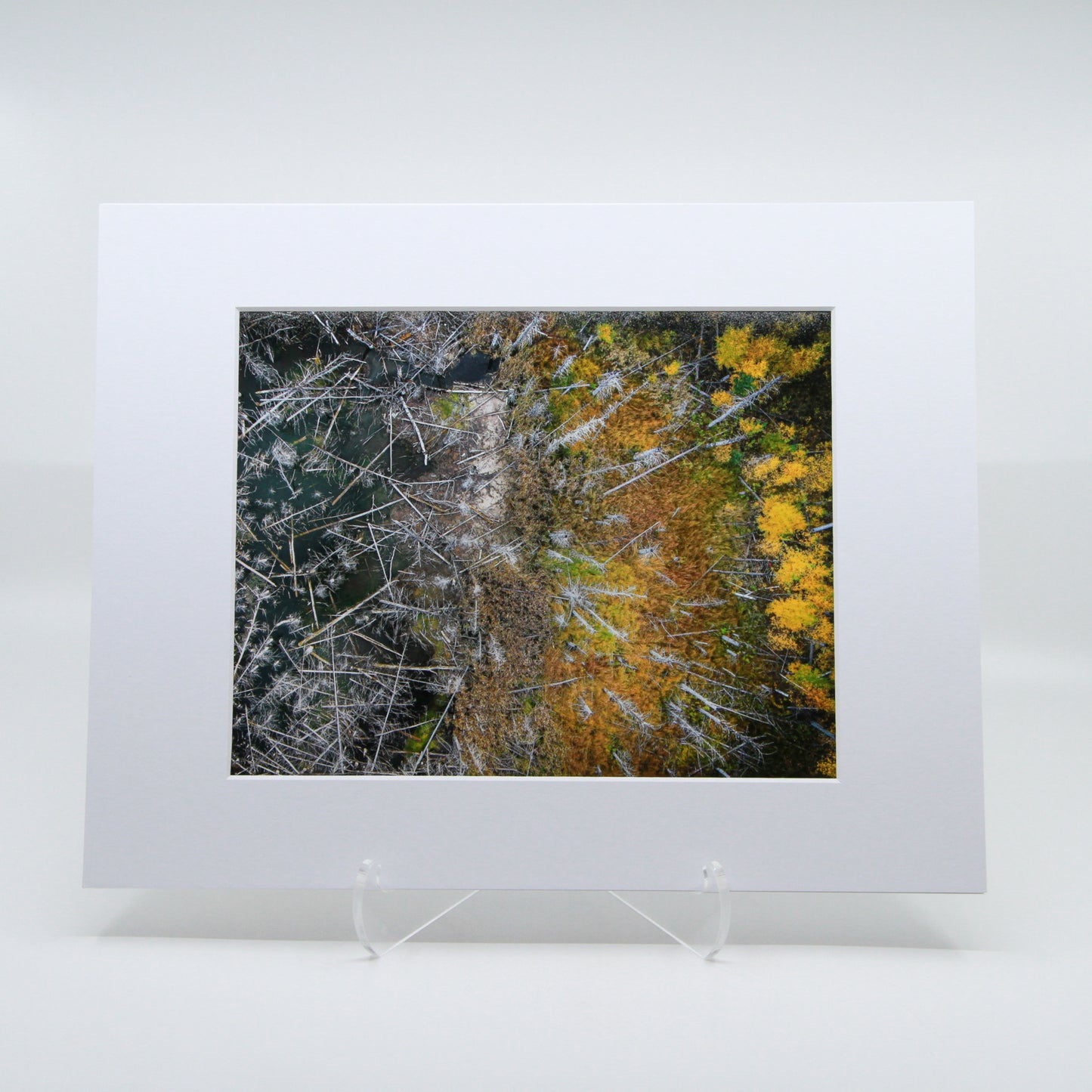 Matted photograph of an aerial shot of a fall forest