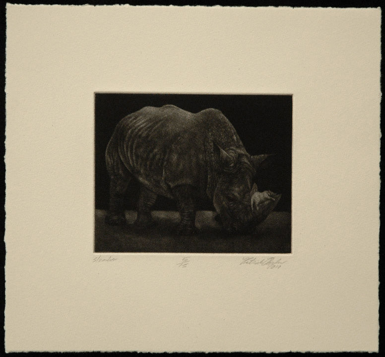 Black and white print of a rhinoceros with sleeping cat