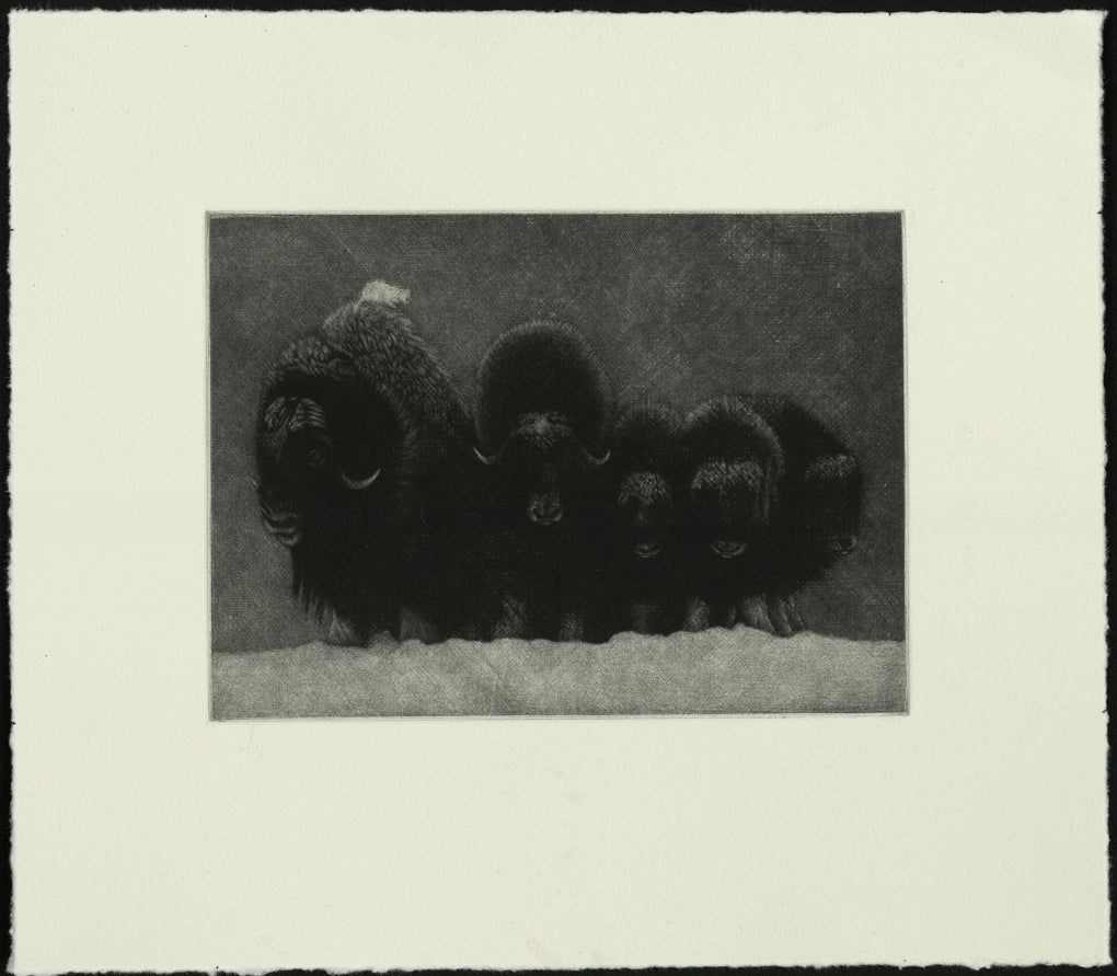 black and white mezzotint of five yaks, and kitten