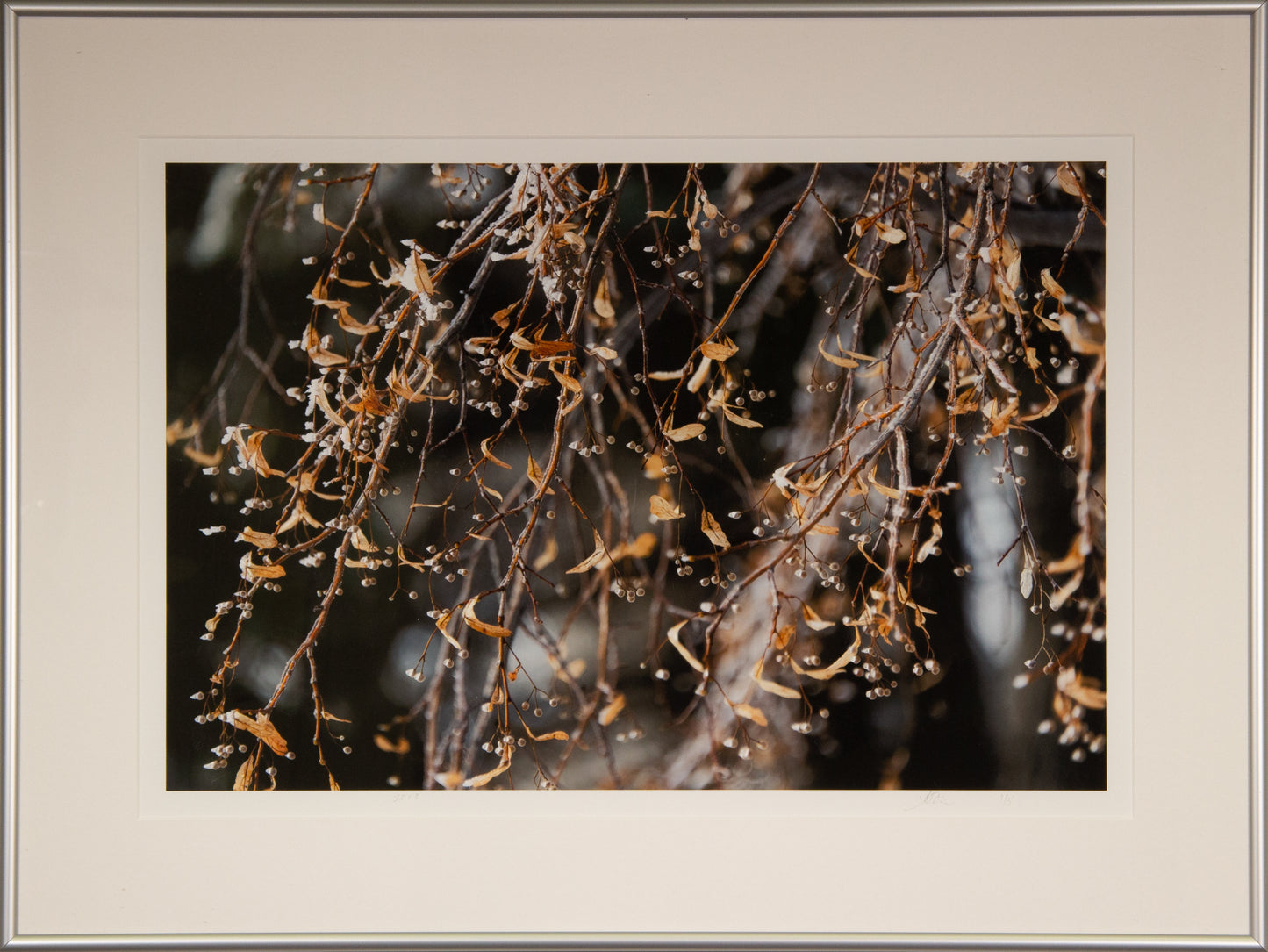 Photograph of winter berries as in frame