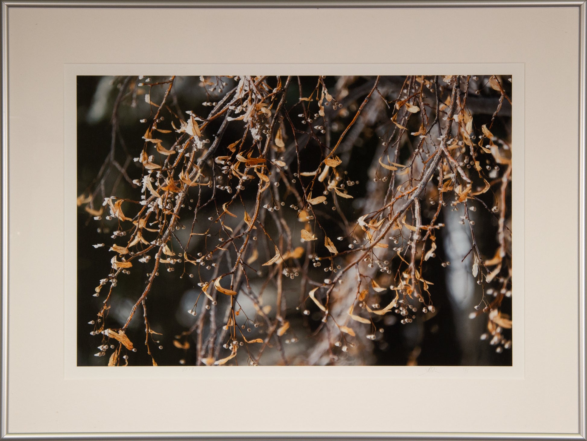 Photograph of winter berries as in frame