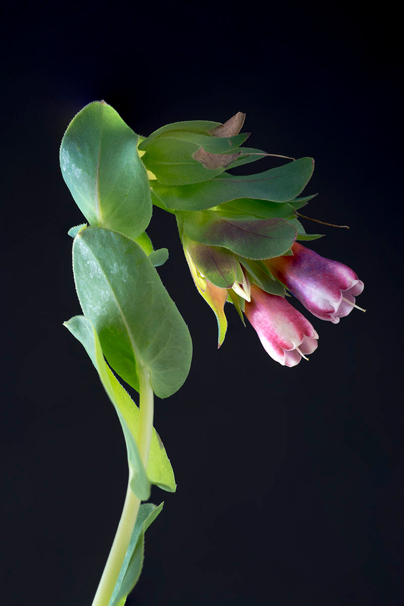 Photograph of pink flower with green leaves and stem on black background