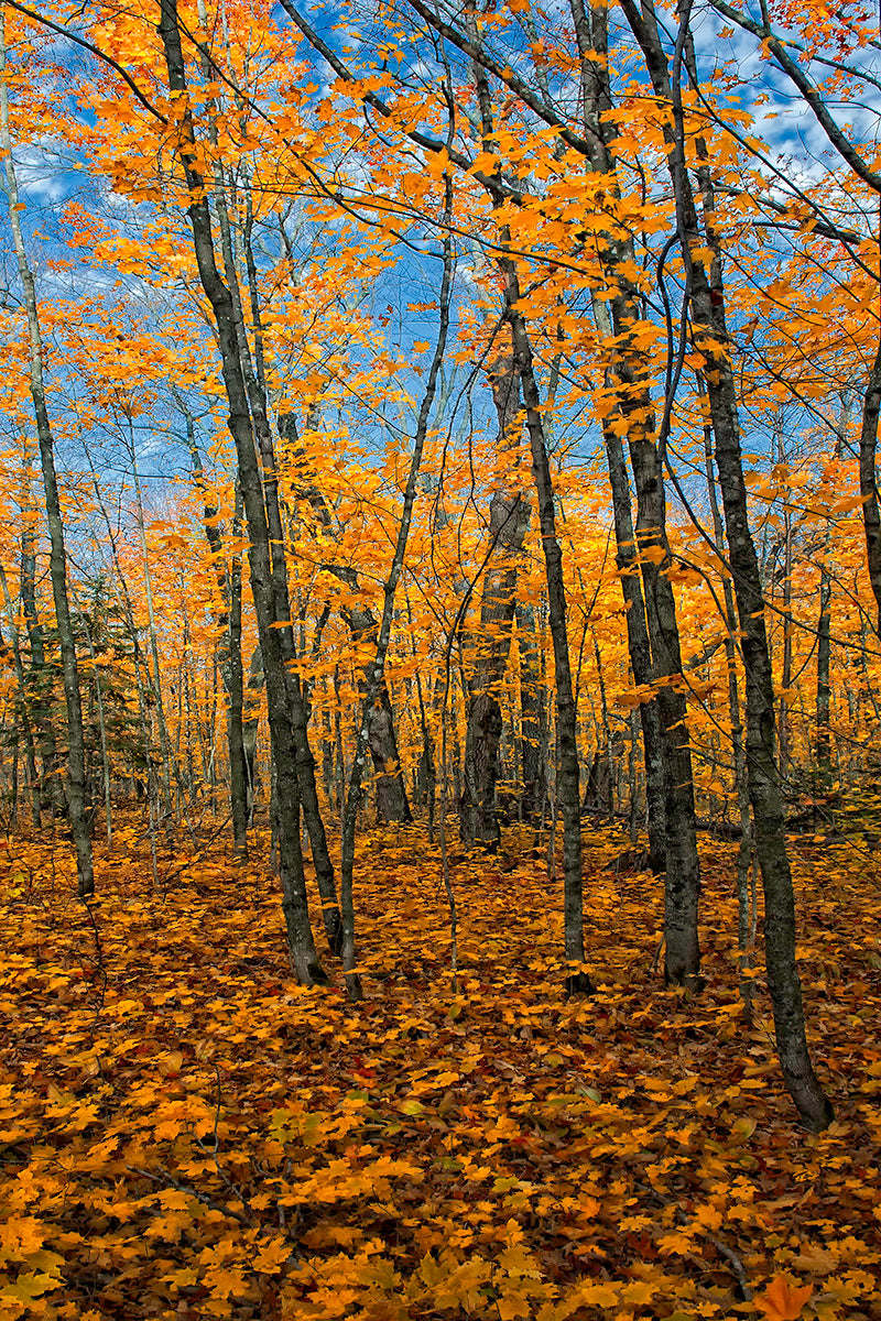 Photograph of grey autumn trees and bright yellow leaves