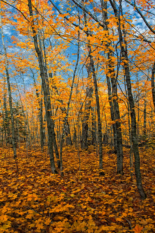 Photograph of grey autumn trees and bright yellow leaves
