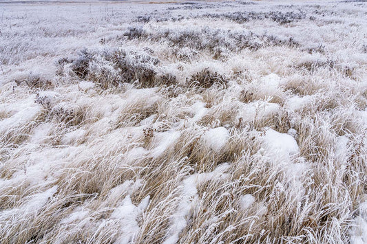 Hoarfrost Touching the Grasslands - Matted 13" x 19" Print