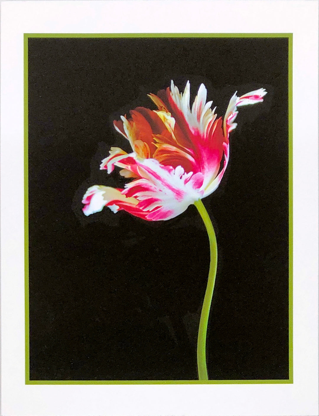 Art Card - Parrot Tulip