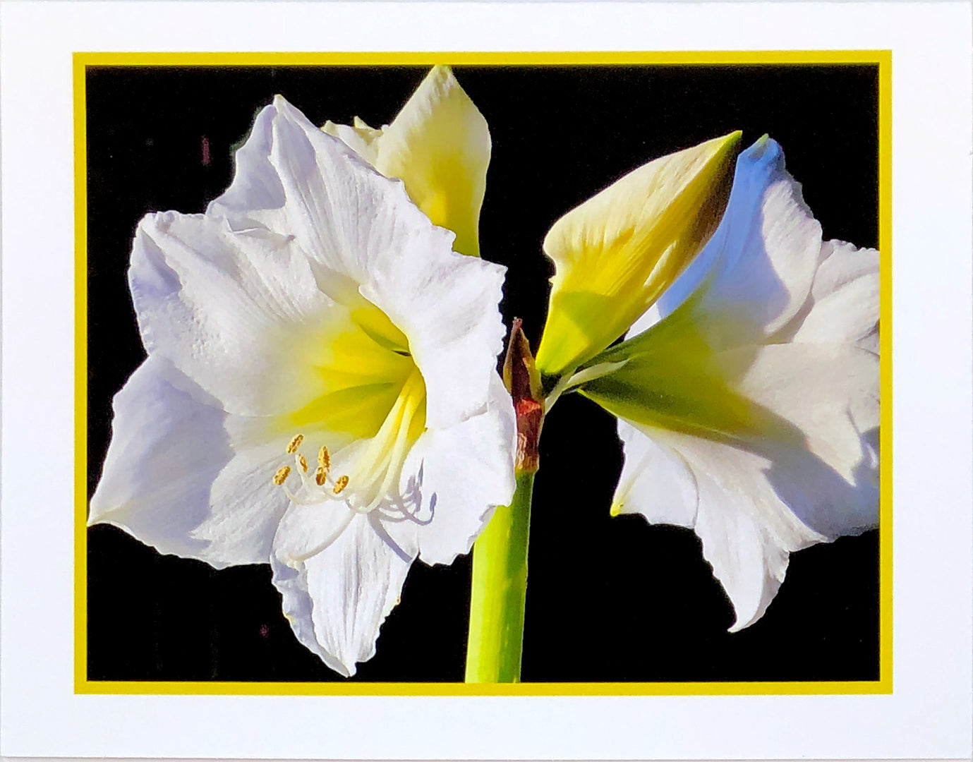 Art Card - Amaryllis