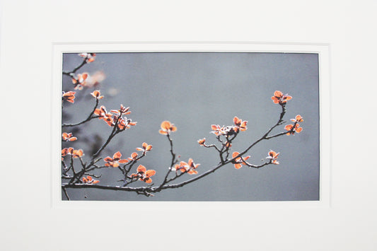 Matted photograph of branch