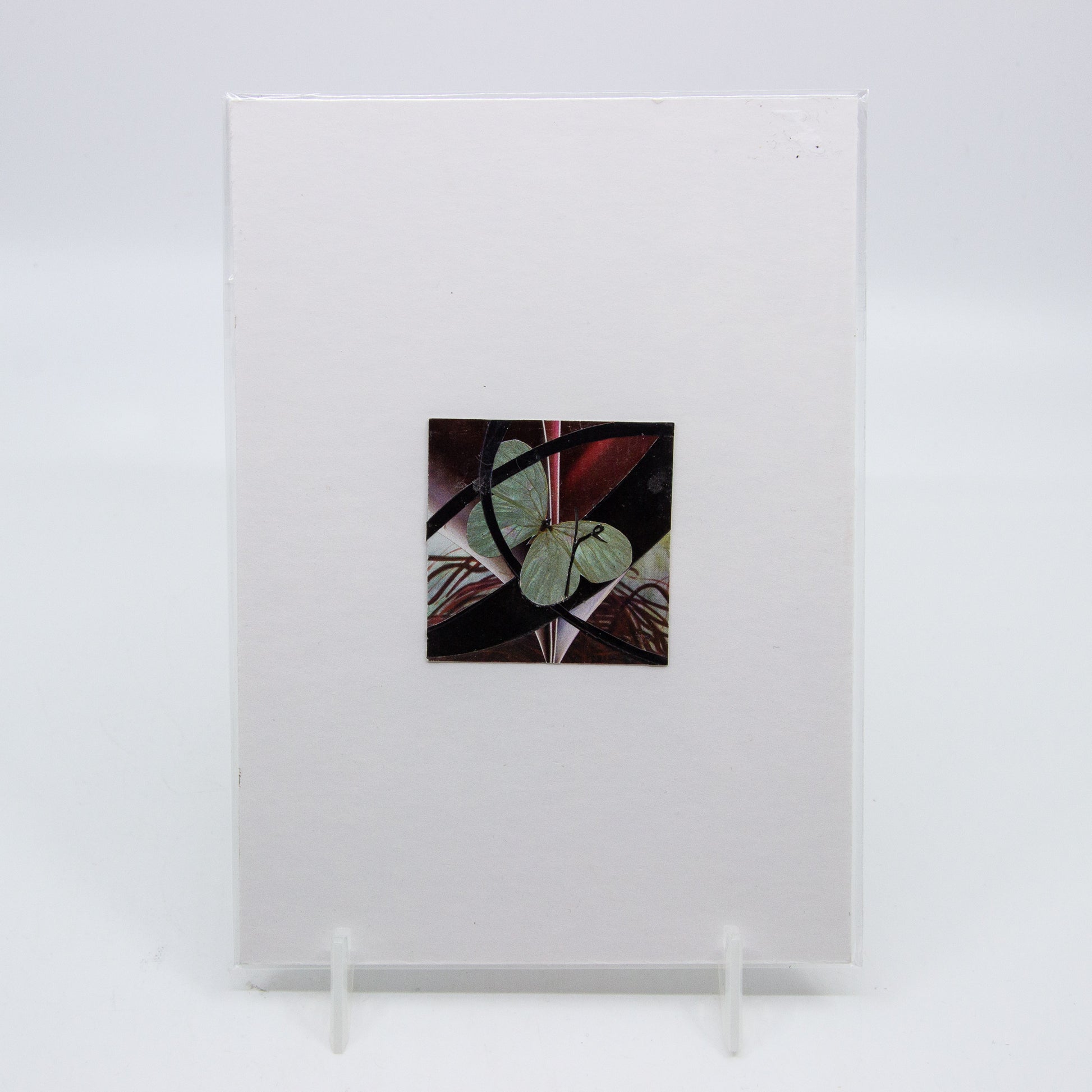 Collage of butterfly