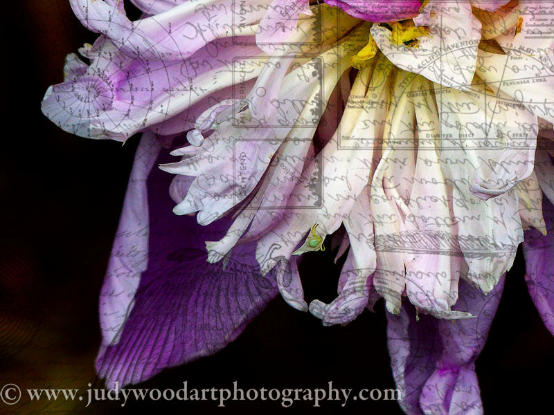 Art Board - Purple Peony