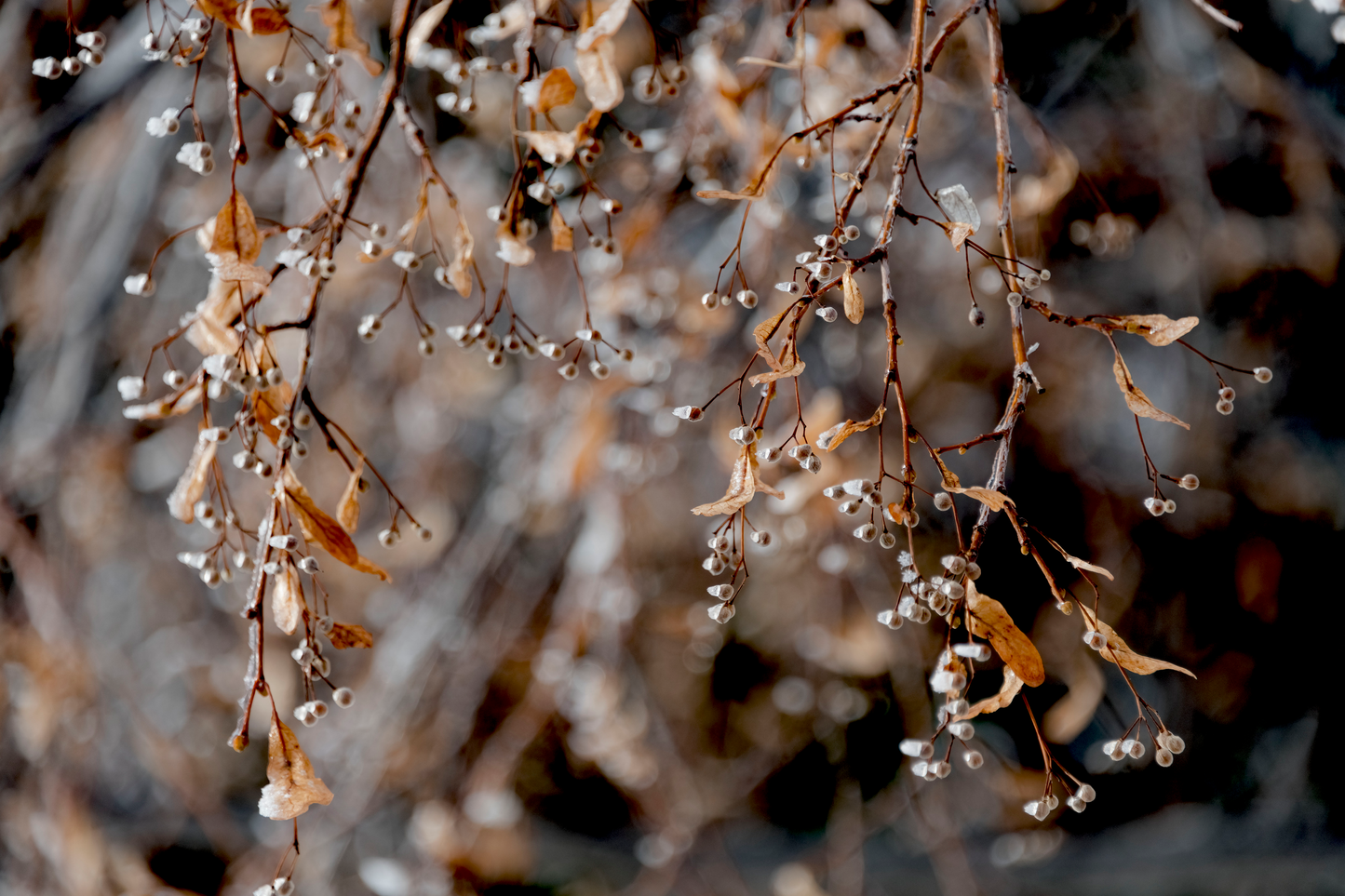Photograph of winter berries branches