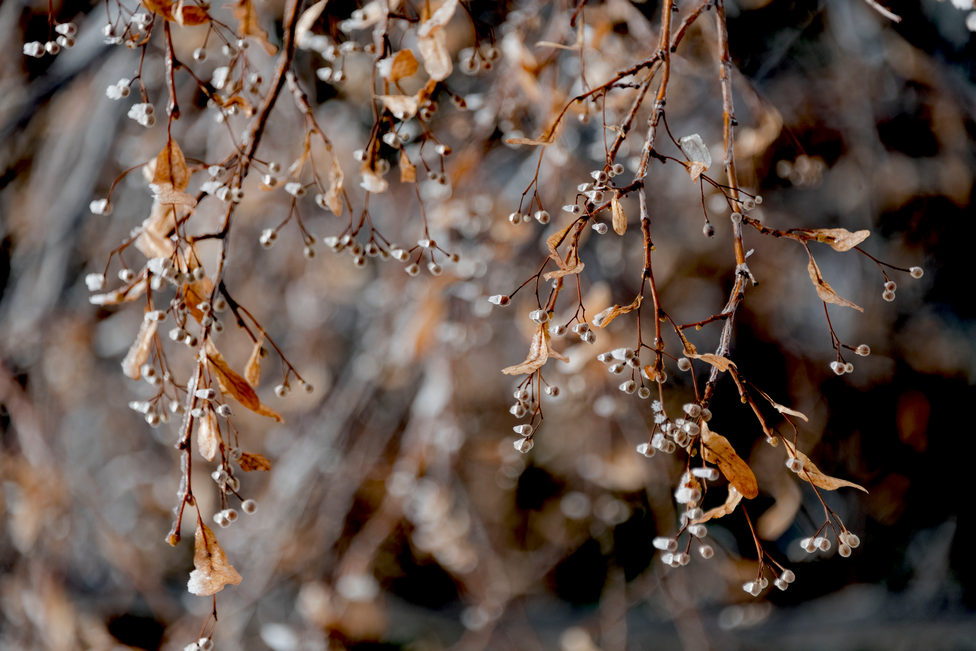 Photograph of winter berries branches