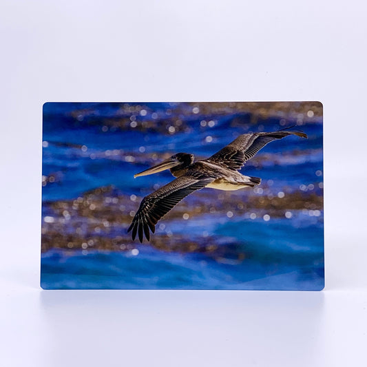 California American Brown Pelican