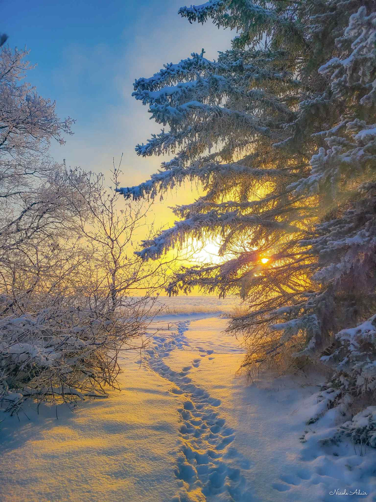 Winter Serenity