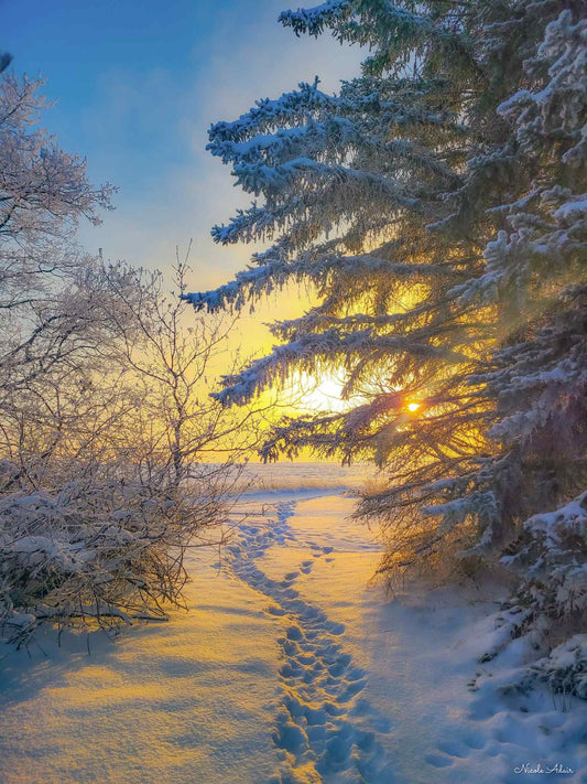 Winter Serenity
