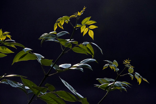 Photograph of green leaves on branch against a dark background