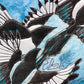 close up detail of magpies 