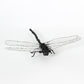 Wire sculpture of a dragonfly